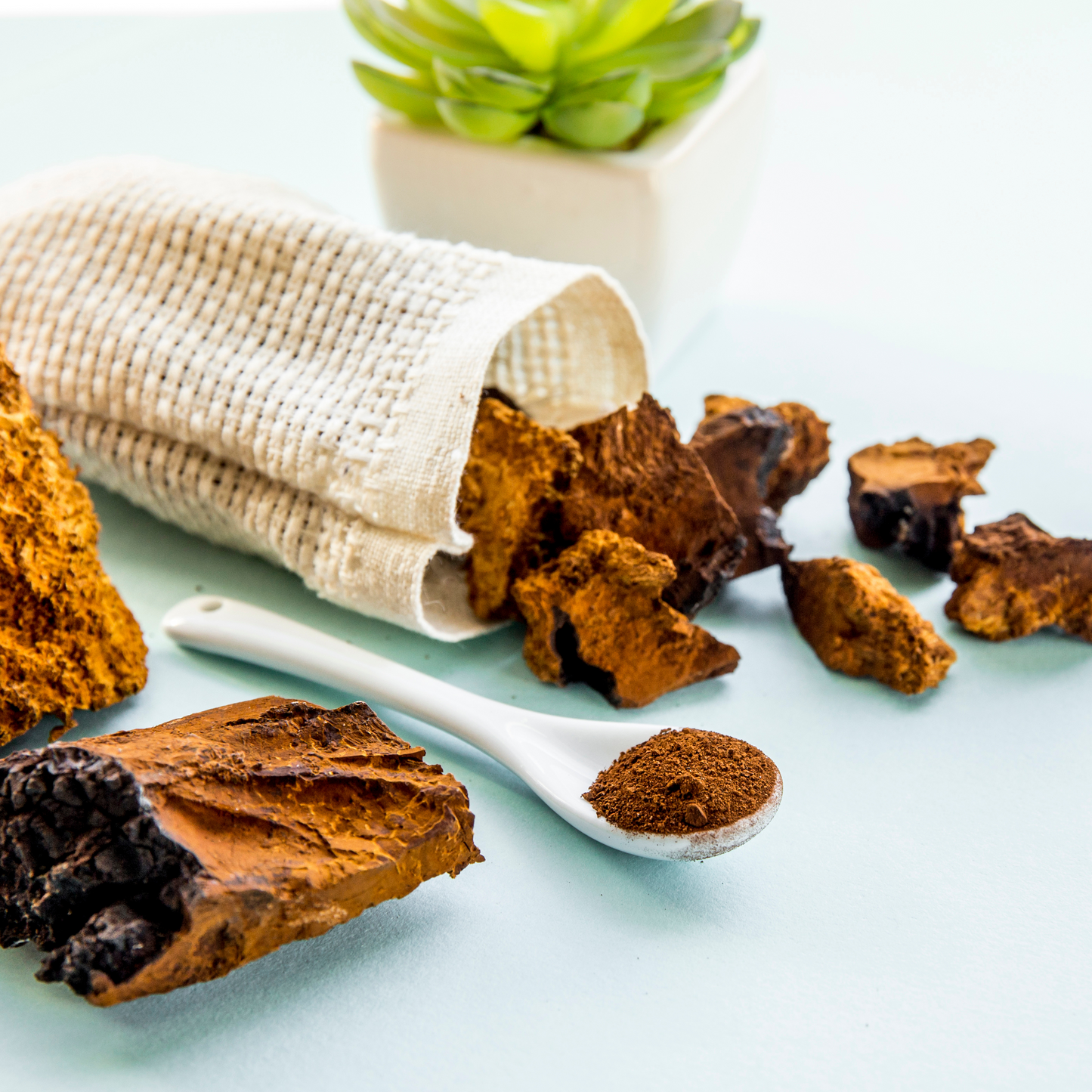 Chaga Mushroom