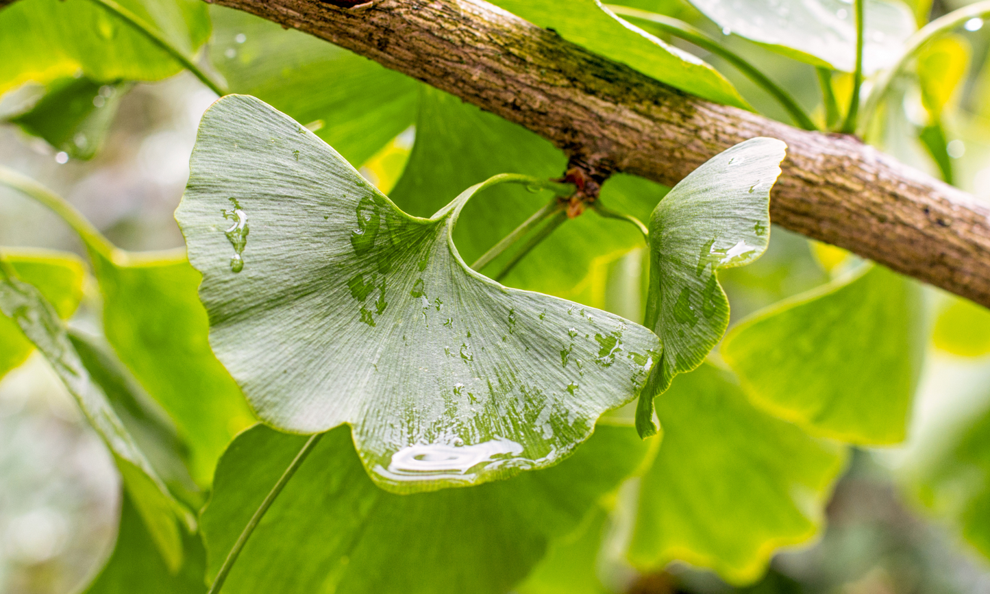 Ginkgo Biloba + Ginseng