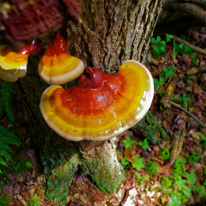 Reishi Mushroom