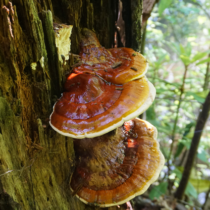 Fermented Mushroom Blend